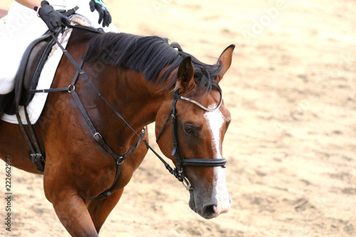 Sport horse close up under old leather saddle on dressage competition. Equestrian sport background. © acceptfoto