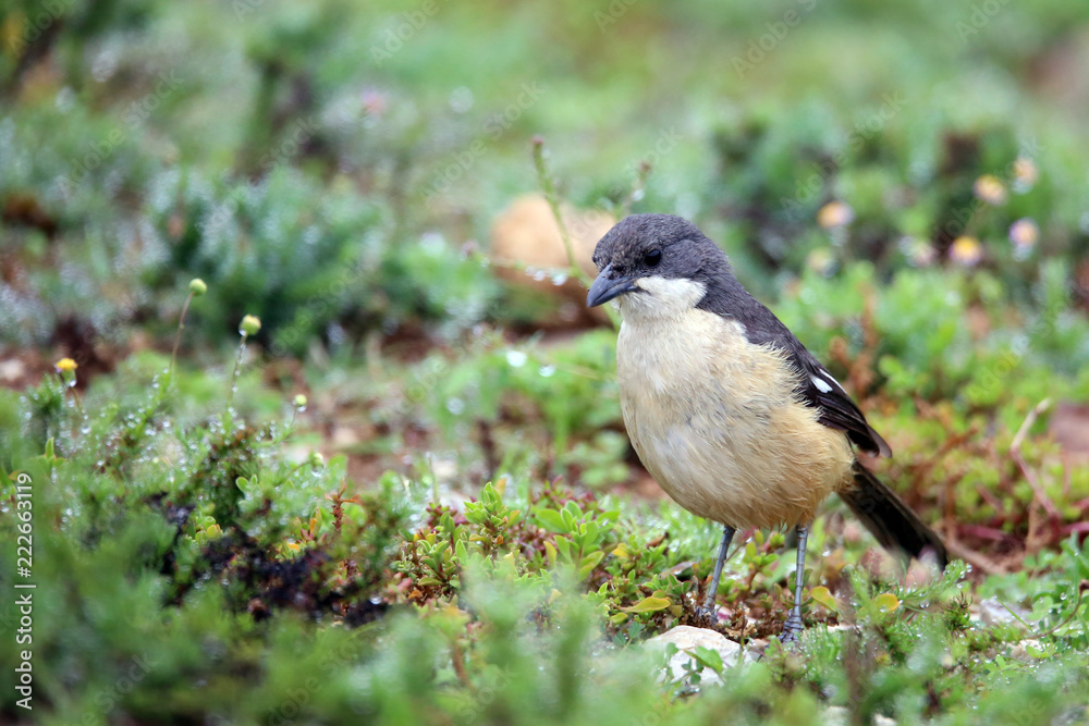 Obraz premium Southern Boubou