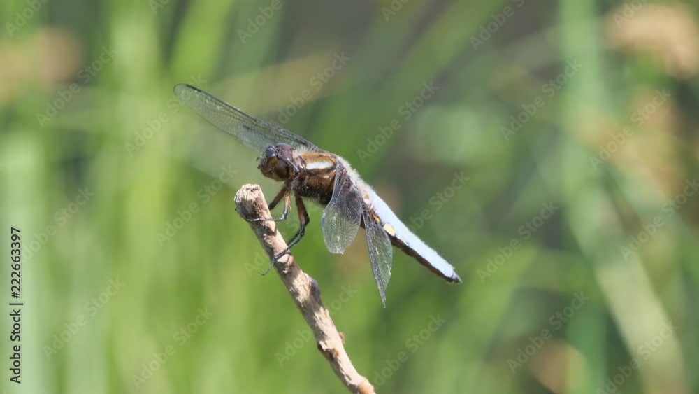 Plattbauch Libelle sitzt auf einem Zweig und fliegt, mehrere Einstellungen Plattbauch Libelle sitzt auf einem Zweig und fliegt, mehrere Einstellungen