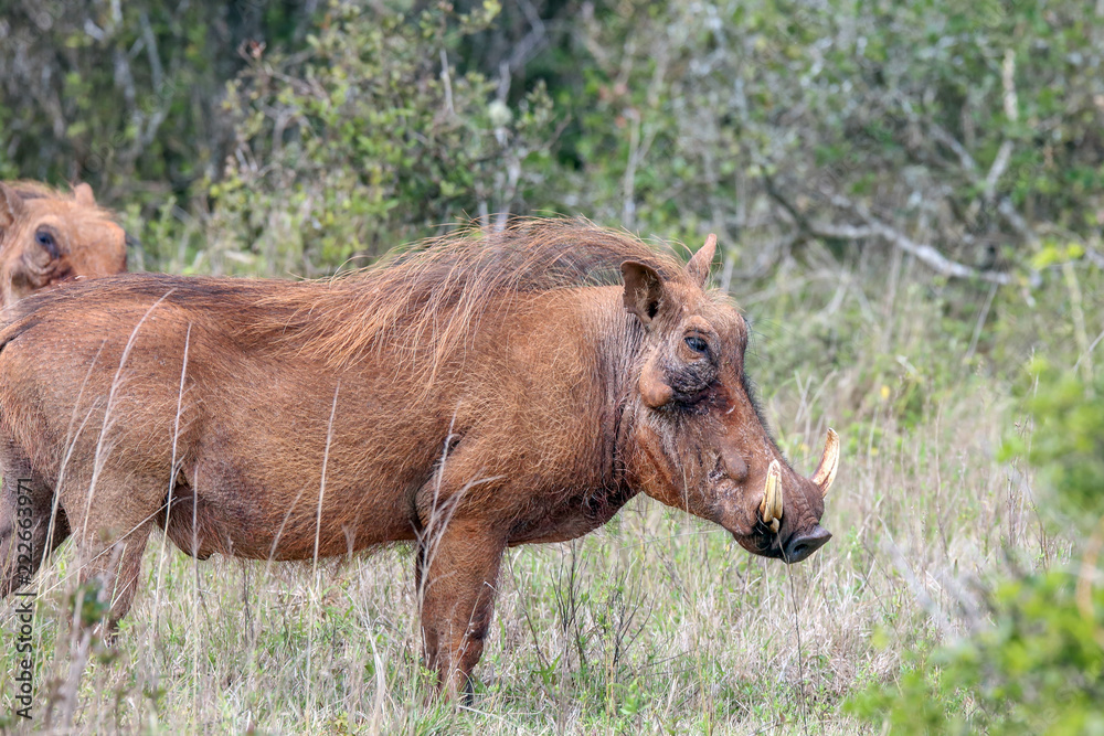 Fototapeta premium Warthog