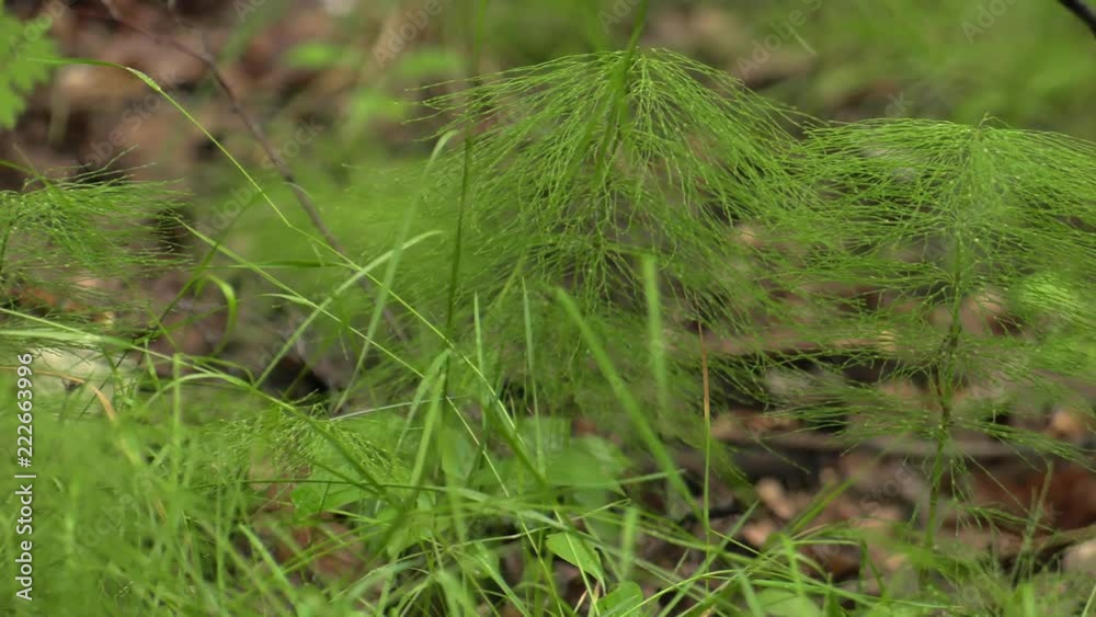 Vegetation. Green grass. Bushes and bush.Panning,Closeup, Vegetation. Green grass. Bushes and bush.Panning,Closeup,