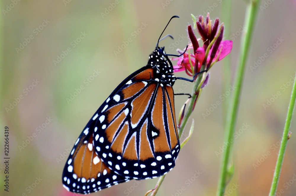 Fototapeta premium Male queen (danaus gilippus) butterfly on a pink flower