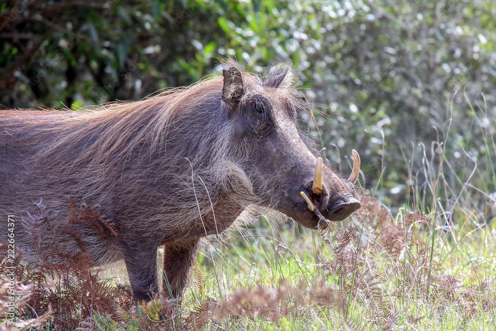 Warthog Warthog