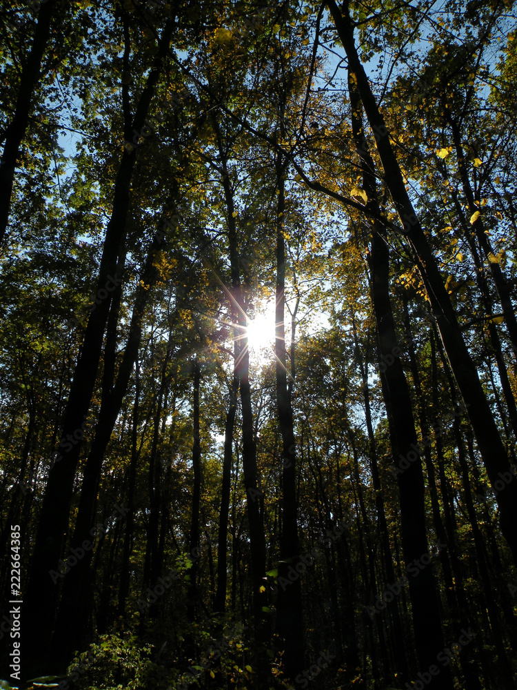 Fototapeta premium sun shining through trees in forest