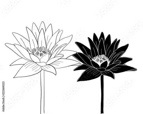 Lotus, lily water flower, sketch for your design