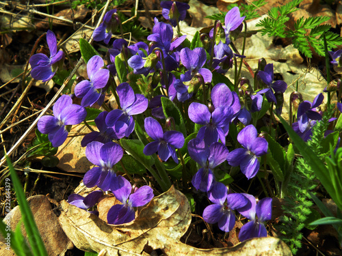 blue flowers in the forest  violets in the forest