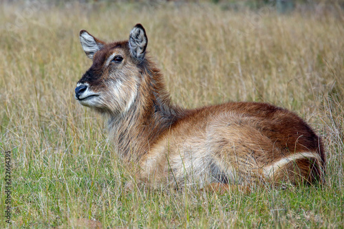 Photography Female waterbuck