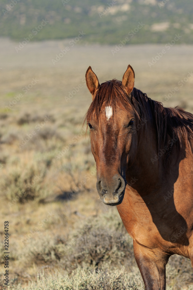 Majestic Wild Horse Majestic Wild Horse