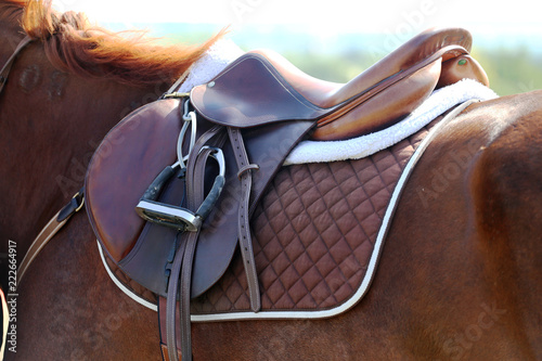 Sport horse close up under old leather saddle on dressage competition. Equestrian sport background.