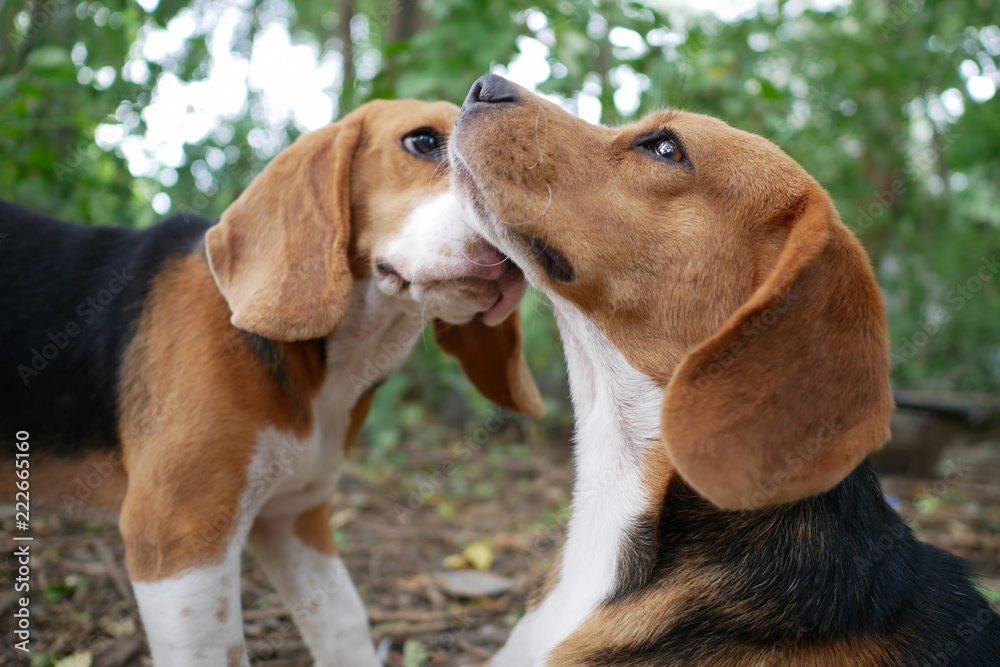 An elder beagle dog being kissed by a younger.