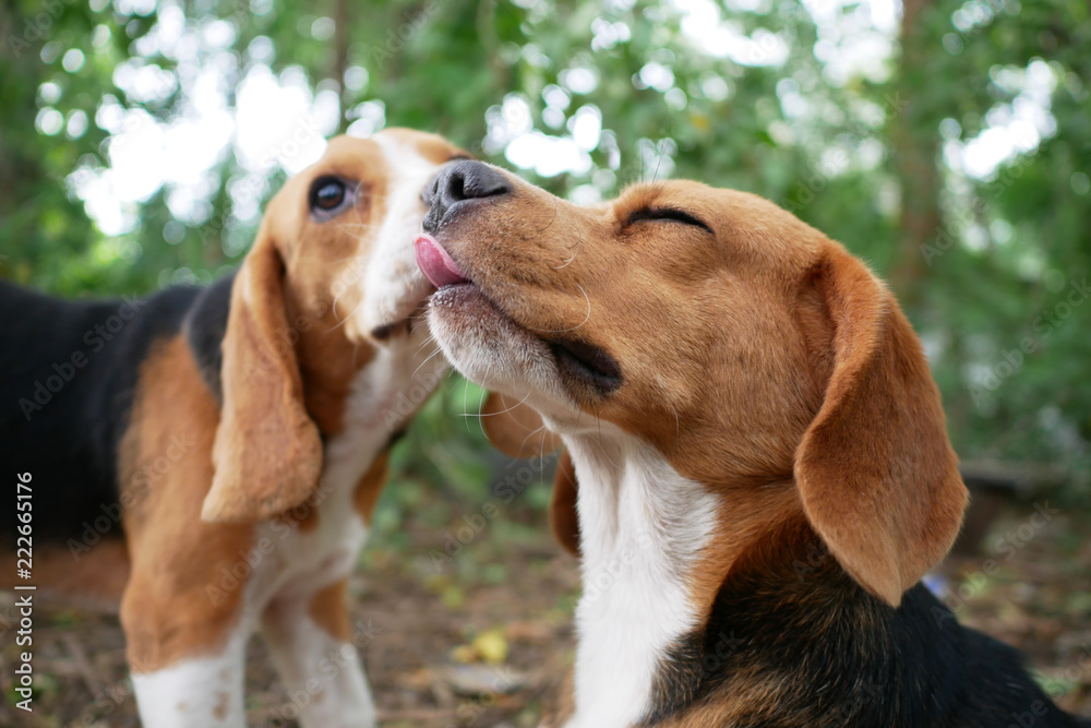 An elder beagle dog being kissed by a younger. An elder beagle dog being kissed by a younger.