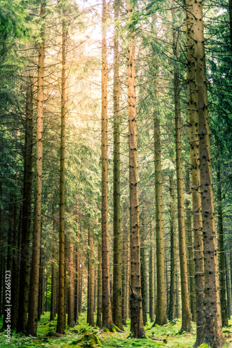 Harz © Tom Wald