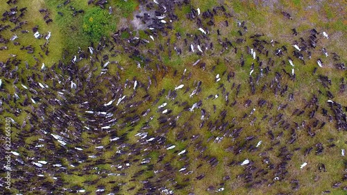 Herd of Reindeer in Tundra.	View of the herd of reindeer from above. Reindeers moving in a circle in the tundra