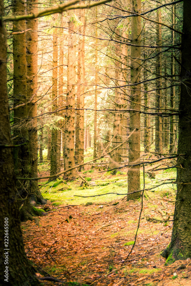 Fototapeta premium Harz