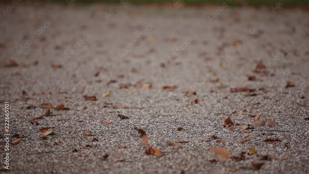 Wind and autumn leaves wind, leaf, nature, orange Wind and autumn leaves wind, leaf, nature, orange