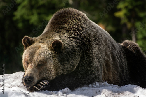 sleeping grizzly bear on snowbank