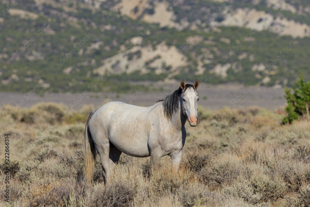 Fototapeta premium Majestic Wild Horse