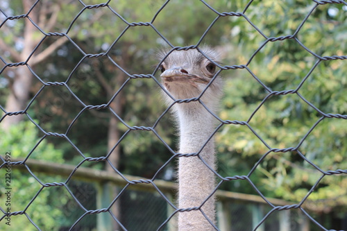  An ostrich in his enclosure at the zoo. Concept: Zoo, Nature, Wild