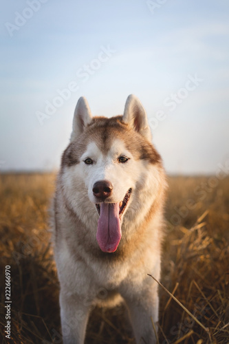 Close-up Portrait of happy beige dog breed siberian husky with tonque hanging out standing in the bright rye field