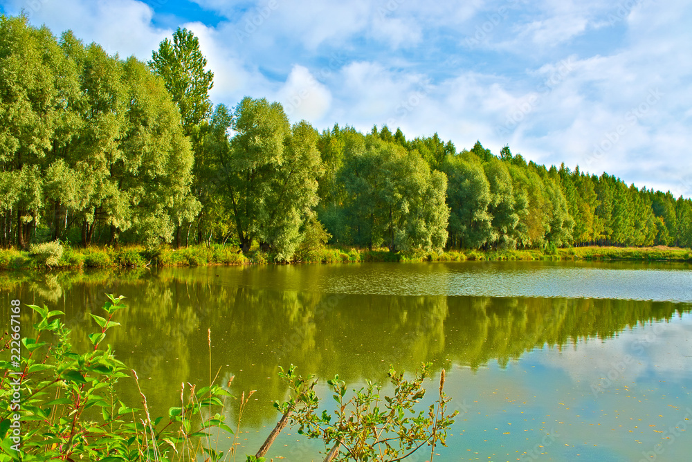 Fototapeta premium A pond with a grove on the shore.