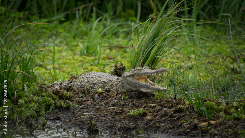 Naklejka premium Happy crocodile in the wild