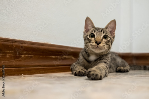 The little kitten looking at something with curiosity and interest