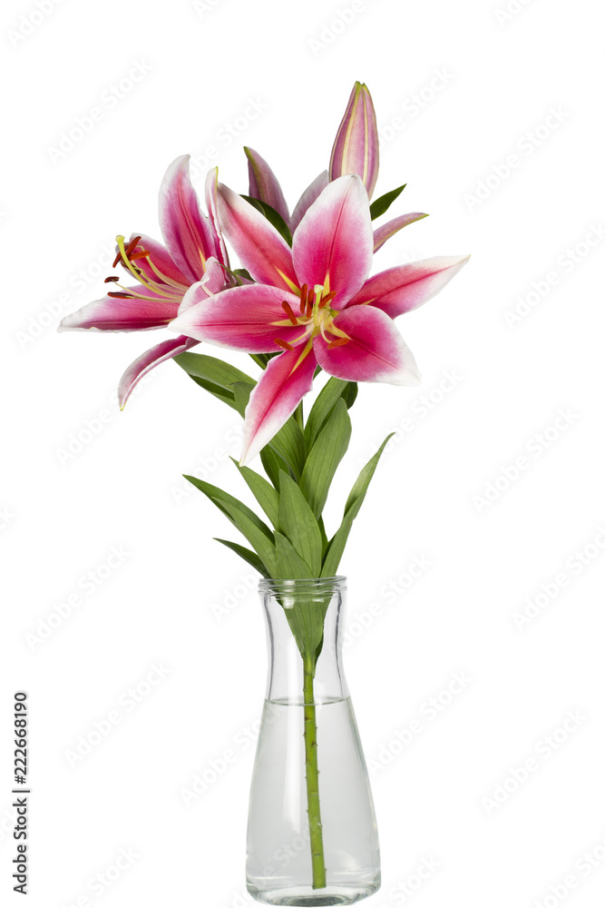 Bouquet of pink lilies in vase on a white background.