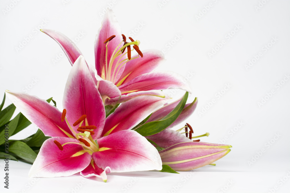 Bouquet of pink lily on a white background