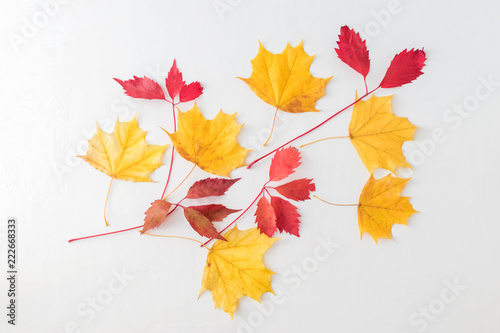 Bright autumn leaves on a light background