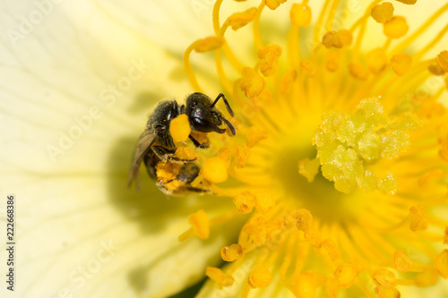 Closeup of small wild bee (prob. Heriades truncorum) at wild-like rose flower photo