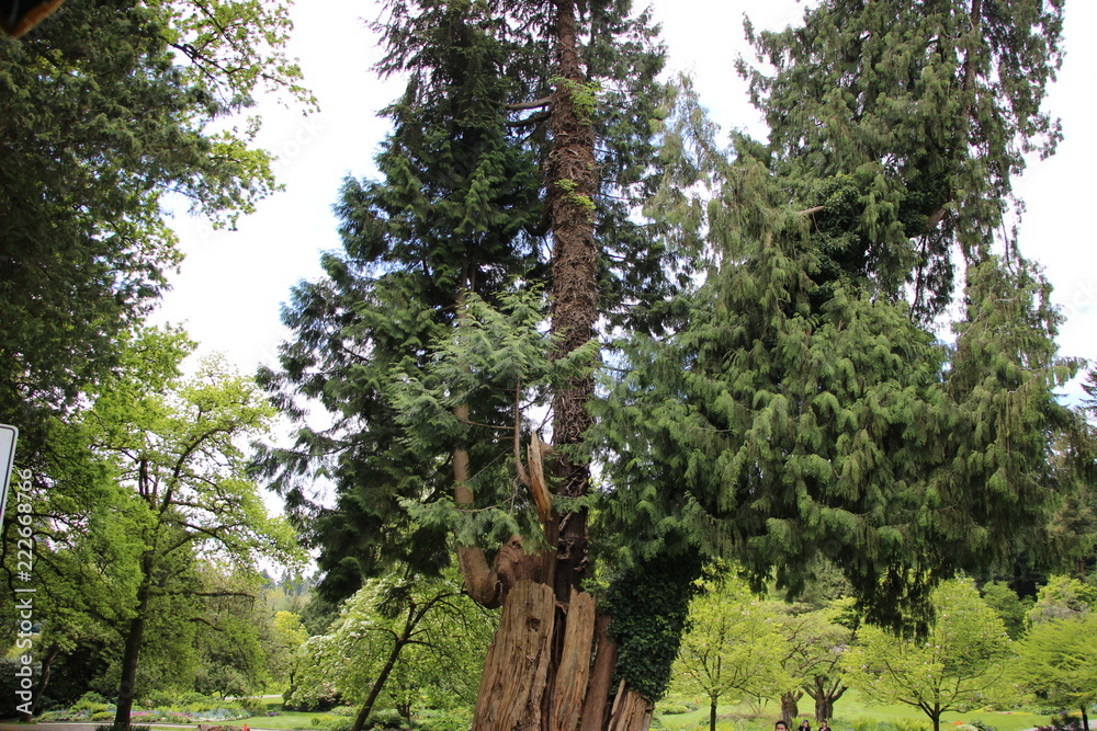 Fototapeta premium Stanley Park - British Columbia