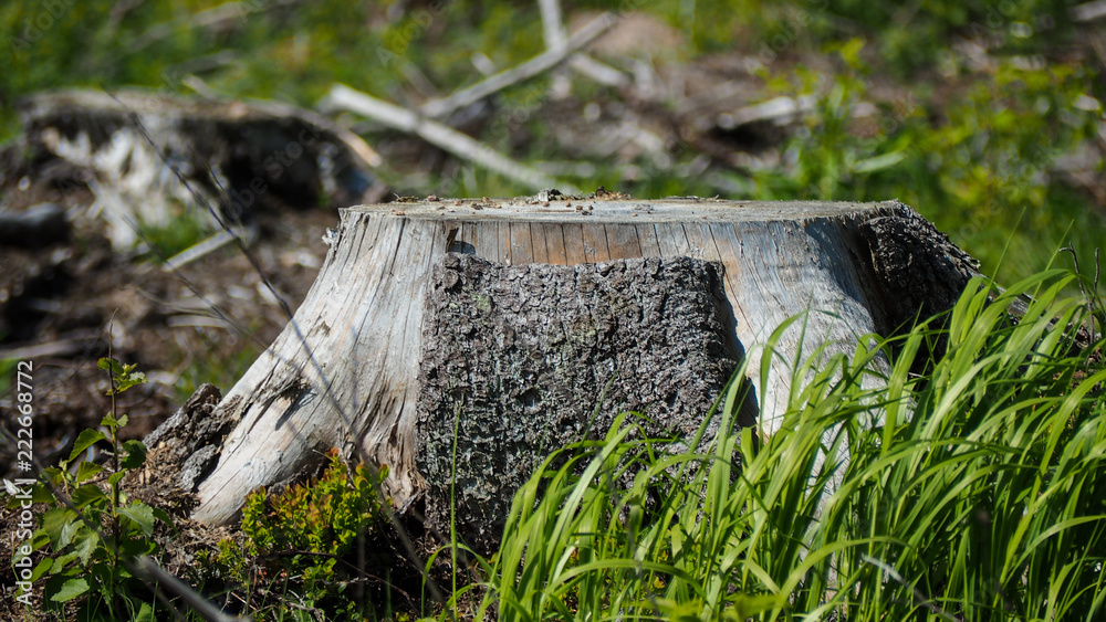 Fototapeta premium cut-down tree in finland