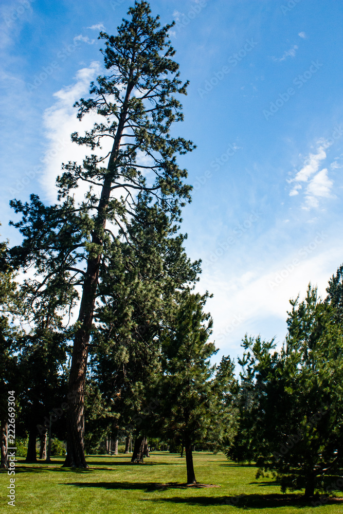 Obraz premium ponderosa pine and blue sky green grass