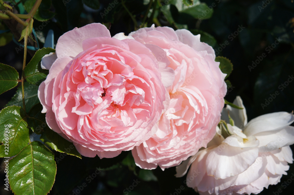 Fototapeta premium Pink english rose flowers
