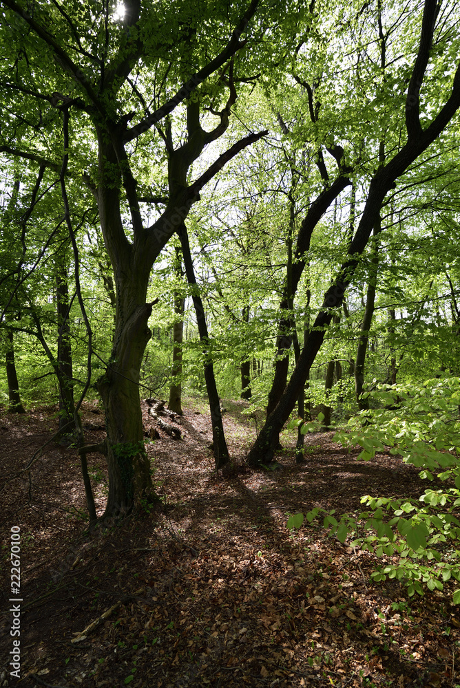 Waldgebiet am roten Bach, Nähe Paderborn, Wald- und Flussgebiet, Forest and river area Waldgebiet am roten Bach, Nähe Paderborn, Wald- und Flussgebiet, Forest and river area