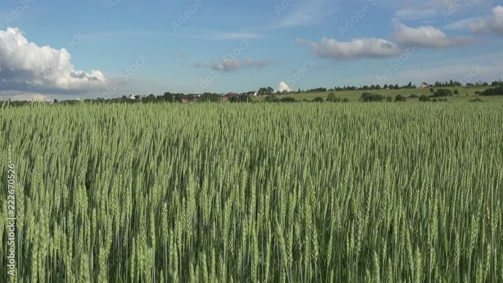 Wind the Panorama swings ears of green wheat in summer sunny day Wind the Panorama swings ears of green wheat in summer sunny day