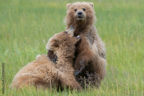 Coastal brown bear cubs (Ursus arctos) playing. Lake Clark NP, Alaska