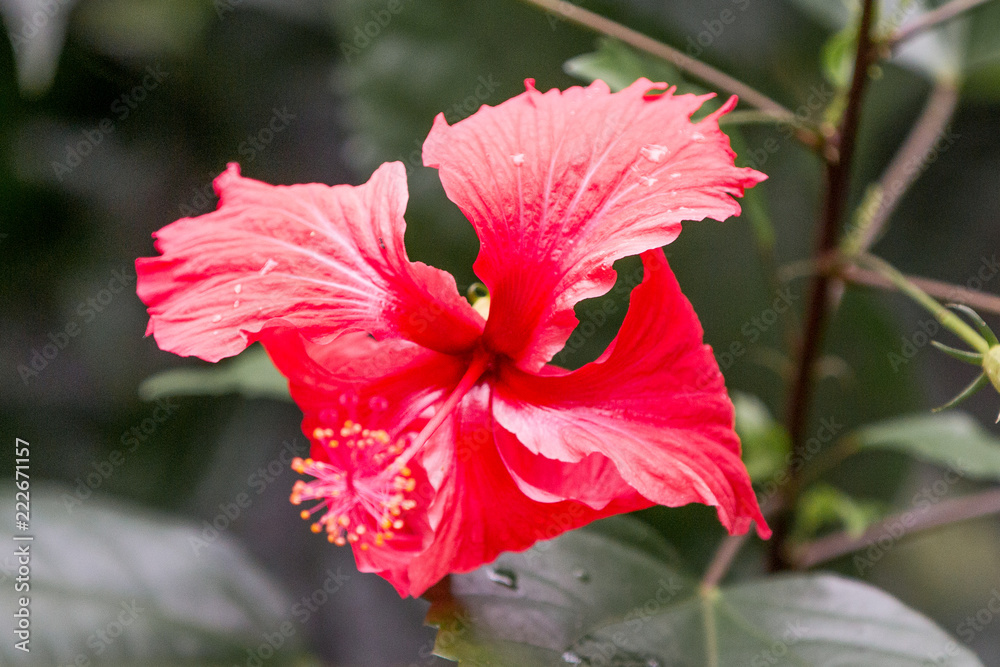 roter Hibiskus Chinesische Roseneibisch (Hibiscus rosasinensis) Stock