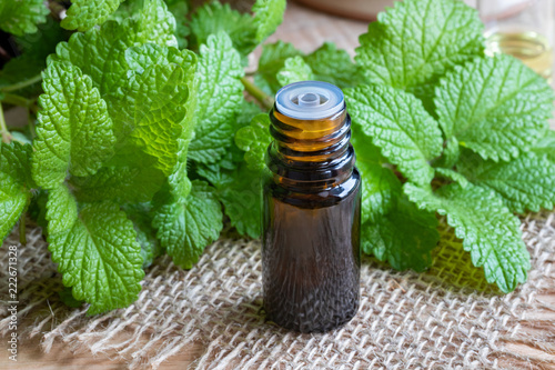 A bottle of melissa essential oil with fresh melissa