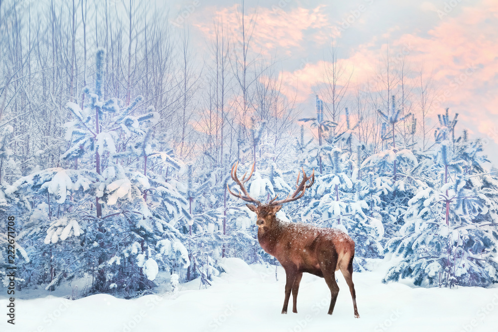 Fototapeta premium Samotna szlachetna poczta jelenia z dużymi rogami przed zimowym lasem bajki o zachodzie słońca. Obraz wakacje zima Boże Narodzenie.