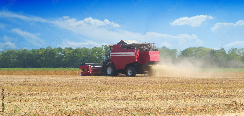 Fototapeta premium red combine harvester soybean harvest against the blue sky. The farm operates in the field in the autumn season