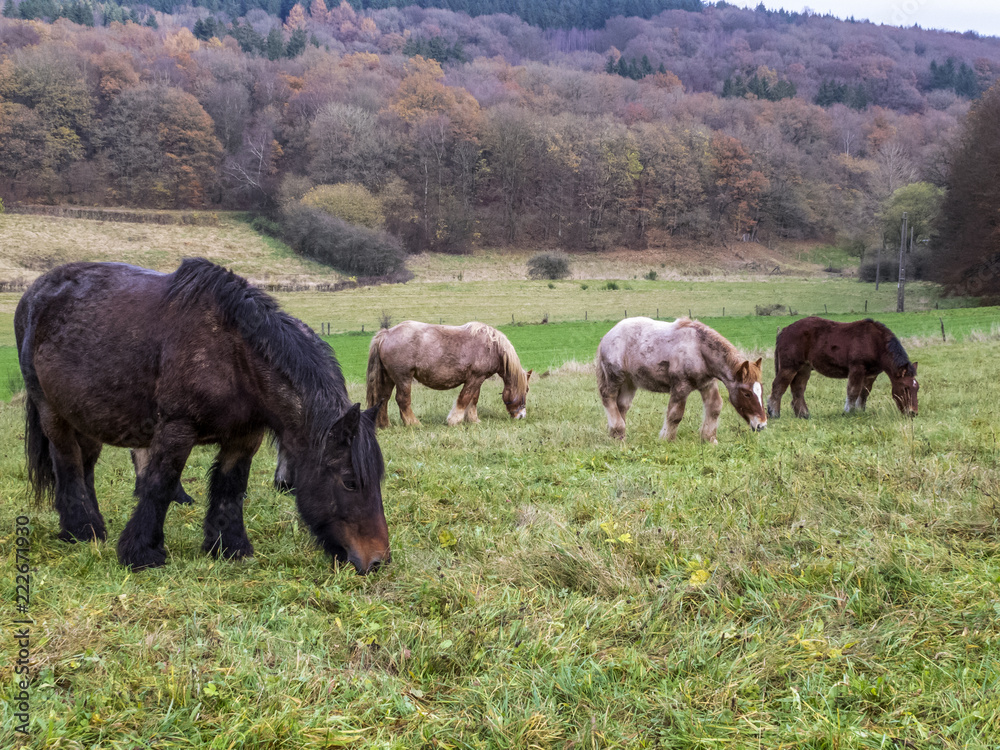 Ardennes mares and foals grazing in a Belgian pasture on a rainy November day Ardennes mares and foals grazing in a Belgian pasture on a rainy November day