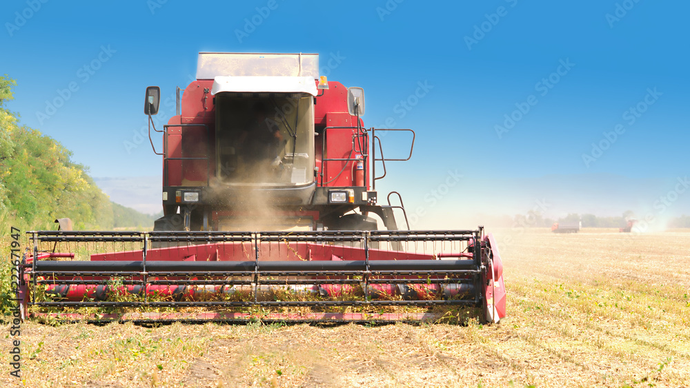 Obraz premium red combine harvester soybean harvest against the blue sky. The farm operates in the field in the autumn season
