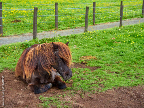 Картината върху платно Farm horse sitting alone in a closed field