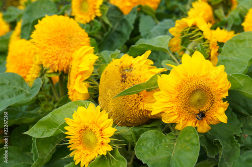 Fototapeta Naklejka Na Ścianę i Meble -  Helianthus annuus teddy bear sunflower many yellow flowers