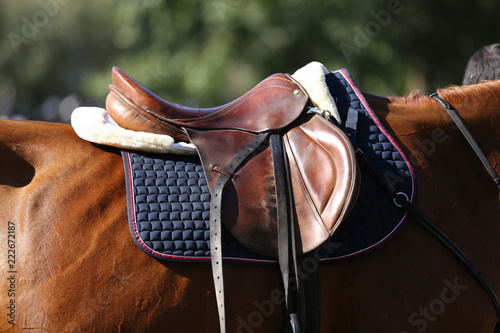 Sport horse standing during competition under saddle outdoors