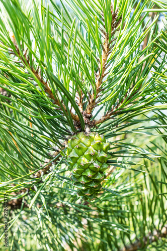 Green cone on the pine. Close up.