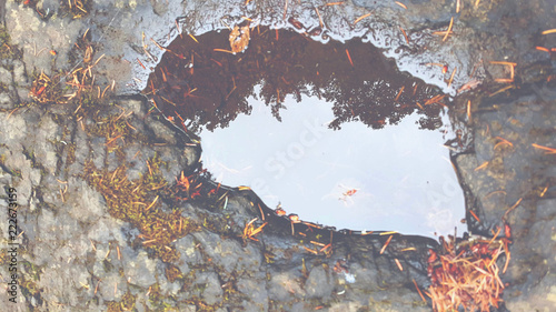 Reflective forest floor.
