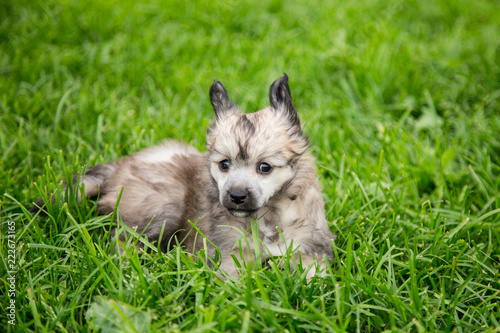 Tableau sur toile Portrait of lovely powder puff puppy breed chinese crested dog lying in the green grass on summer day
