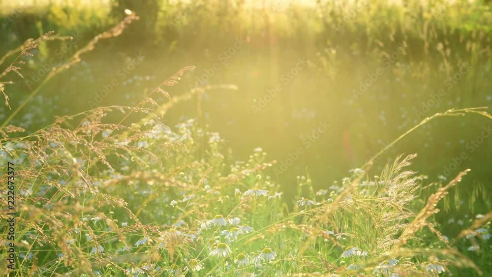 meadow grass with chamomile in backlight meadow grass with chamomile in backlight